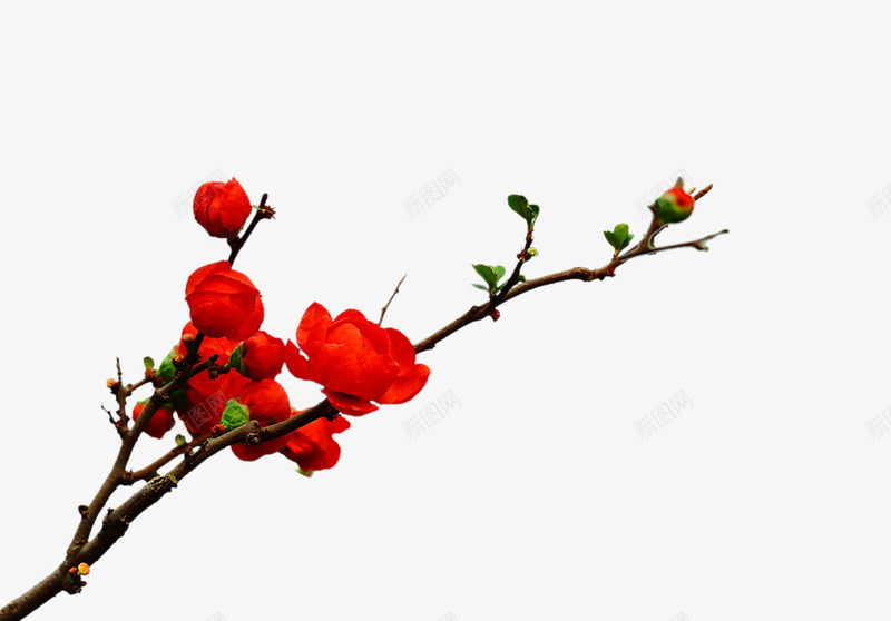 真实的红梅花png免抠素材_新图网 https://ixintu.com 喜庆 梅花 腊梅 节日