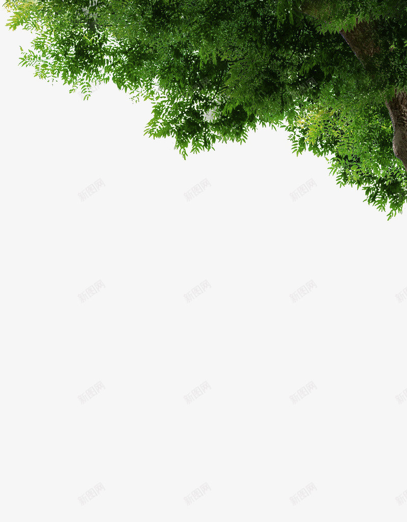 绿色树木树叶角度png免抠素材_新图网 https://ixintu.com 树叶 树木 绿色 角度