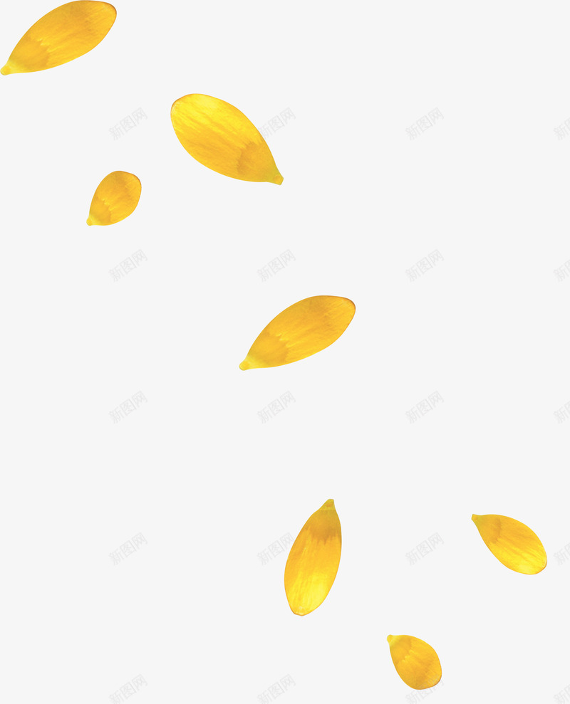 飘落的黄色花瓣雨psd免抠素材_新图网 https://ixintu.com 花瓣 菊花 菊花图案 飘落 黄色