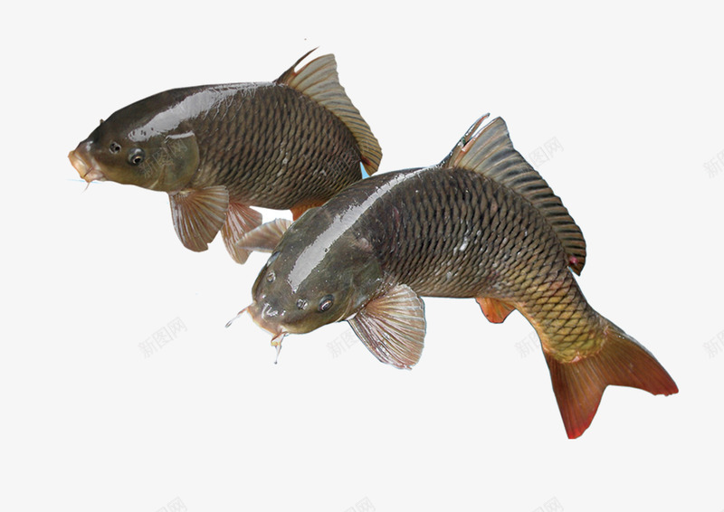 两条鲤鱼png免抠素材_新图网 https://ixintu.com 动物 活物 生物 鲤鱼
