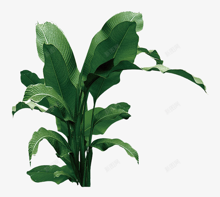 一棵芭蕉树png免抠素材_新图网 https://ixintu.com 免费png 免费png素材 大香蕉大 植物 绿色 绿色植物 香蕉树