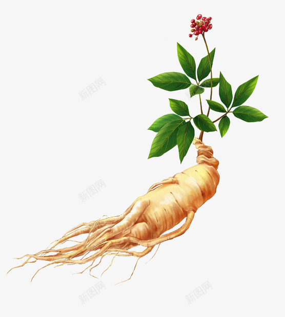人参矢量图eps免抠素材_新图网 https://ixintu.com 中草药 人参 医药 带花人参 滋补 矢量图