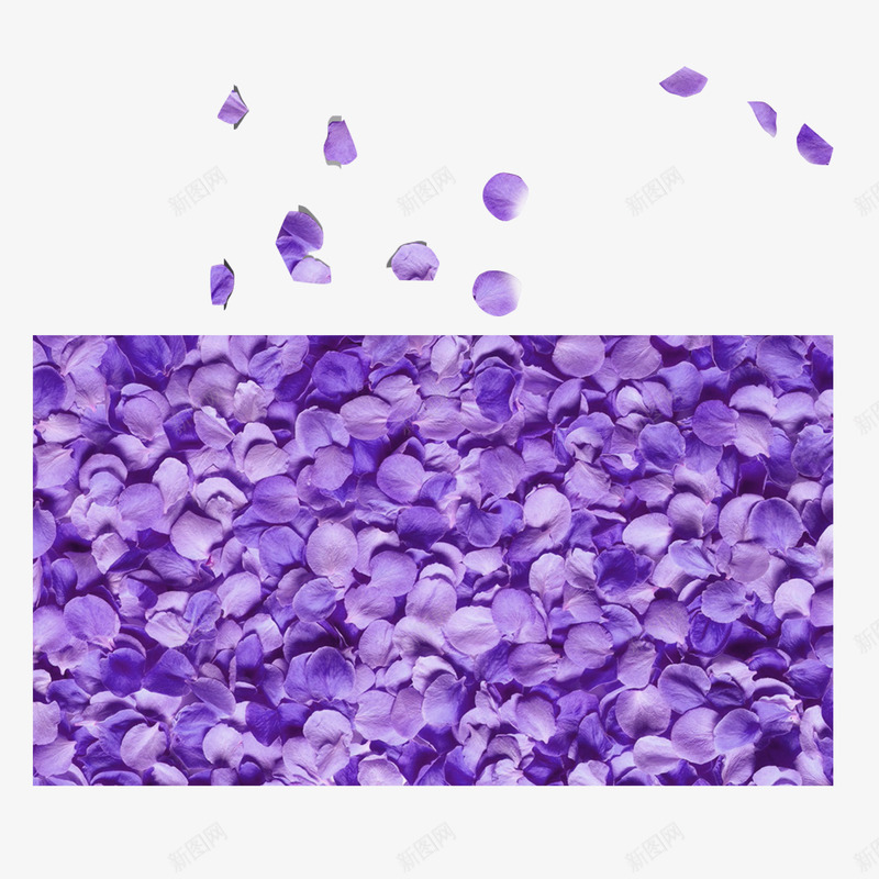 薰衣草花瓣png免抠素材_新图网 https://ixintu.com 免抠图 漂浮素材 紫色花瓣 薰衣草 薰衣草花瓣