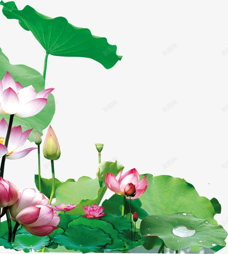 荷塘一角png免抠素材_新图网 https://ixintu.com 一隅 荷塘 荷花 花苞 莲蓬 荷叶 水珠 角落