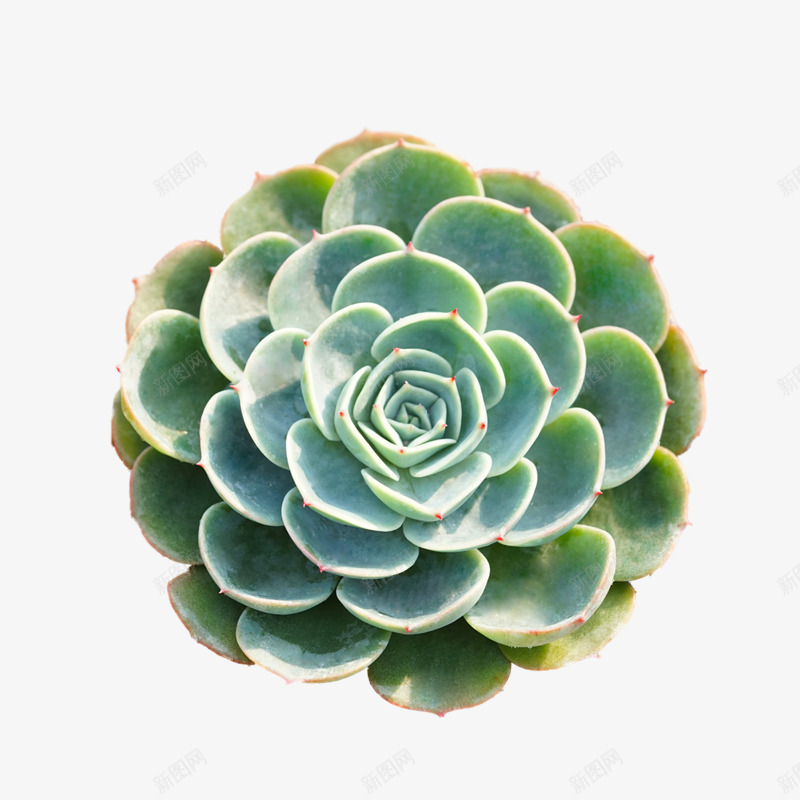多肉植物正面抠图png免抠素材_新图网 https://ixintu.com 多肉 小清新 植物 素材