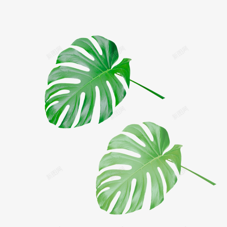 绿色植物装饰叶龟背竹png免抠素材_新图网 https://ixintu.com 叶子 树叶 植物元素 植物装饰 热带 绿色叶子 龟背竹