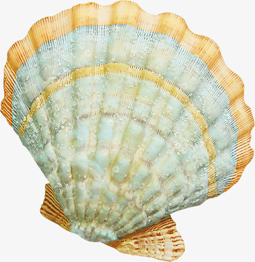 海鲜png免抠素材_新图网 https://ixintu.com shell 产品实物 海贝 贝壳 软体动物
