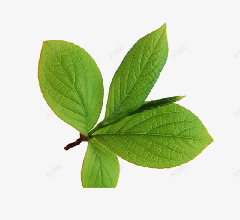熊果苷植物树叶png免抠素材_新图网 https://ixintu.com 免抠 实物图 平面设计 树叶 熊果苷 素材 绿色