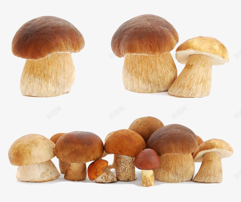 大头香菇png免抠素材_新图网 https://ixintu.com 可爱香菇 大头 真菌 蘑菇 香菇