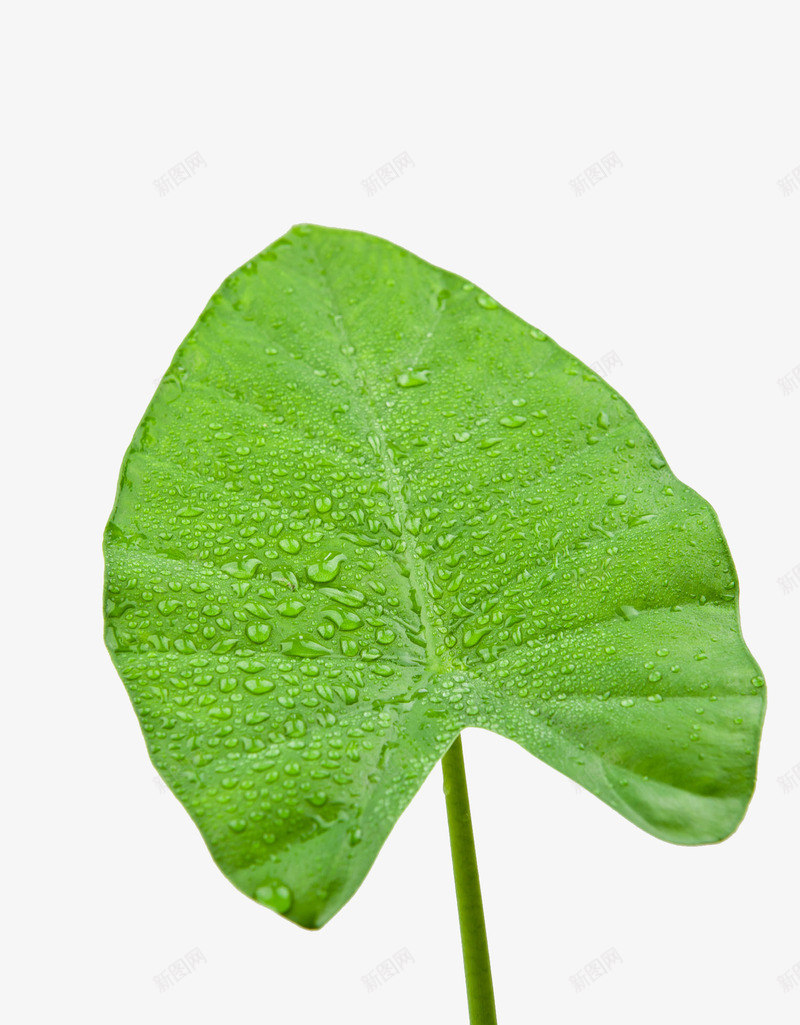 带水滴的海芋叶png免抠素材_新图网 https://ixintu.com 叶子水滴 带水珠的树叶 植物学 水珠 海芋花 清新 自然植物 雨滴