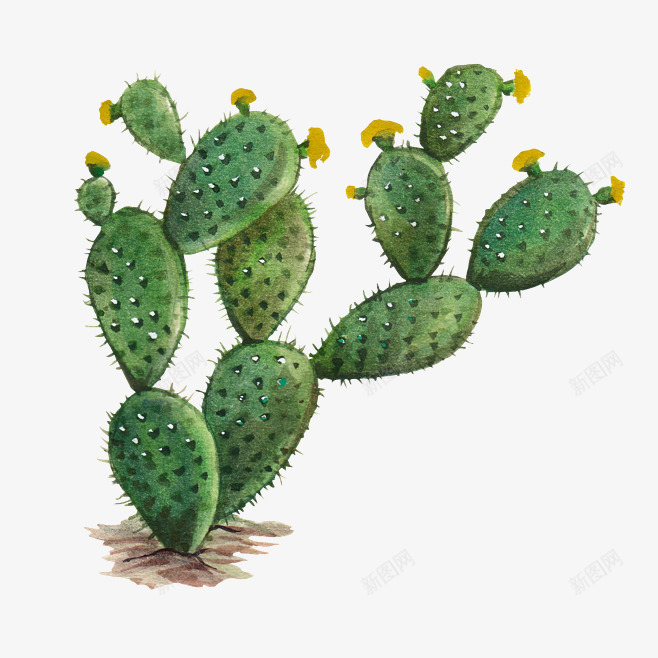 绿色仙人掌手绘插画png免抠素材_新图网 https://ixintu.com 仙人掌 园艺 植物 绿色仙人掌手绘插画 绿色植物 花草