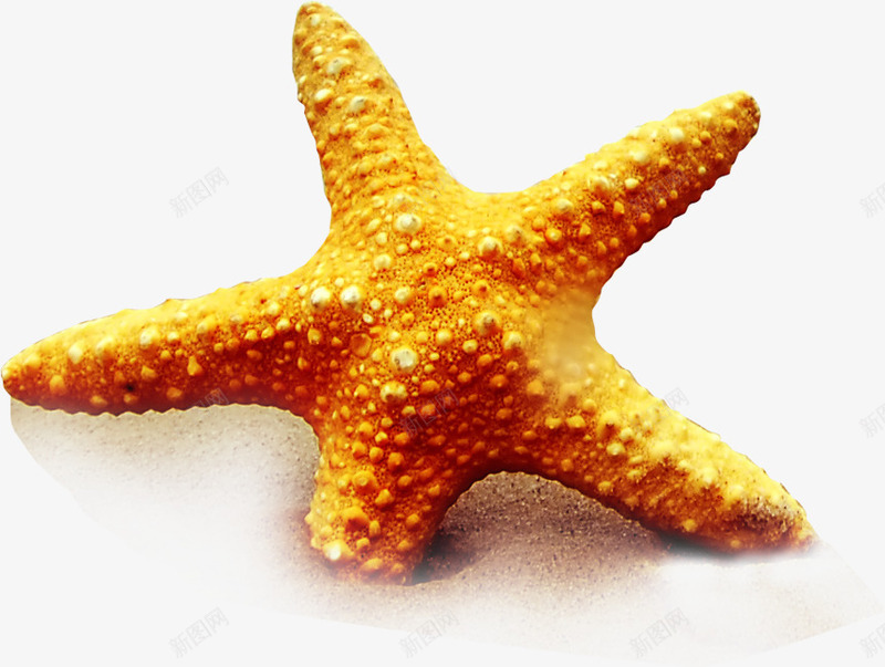 黄色沙滩海边海星png免抠素材_新图网 https://ixintu.com 沙滩 海星 海边 黄色
