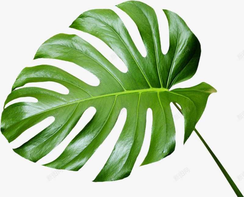 小清晰绿色的树叶png免抠素材_新图网 https://ixintu.com 叶子 小清新 手绘植物 树叶 植物 绿叶 绿植