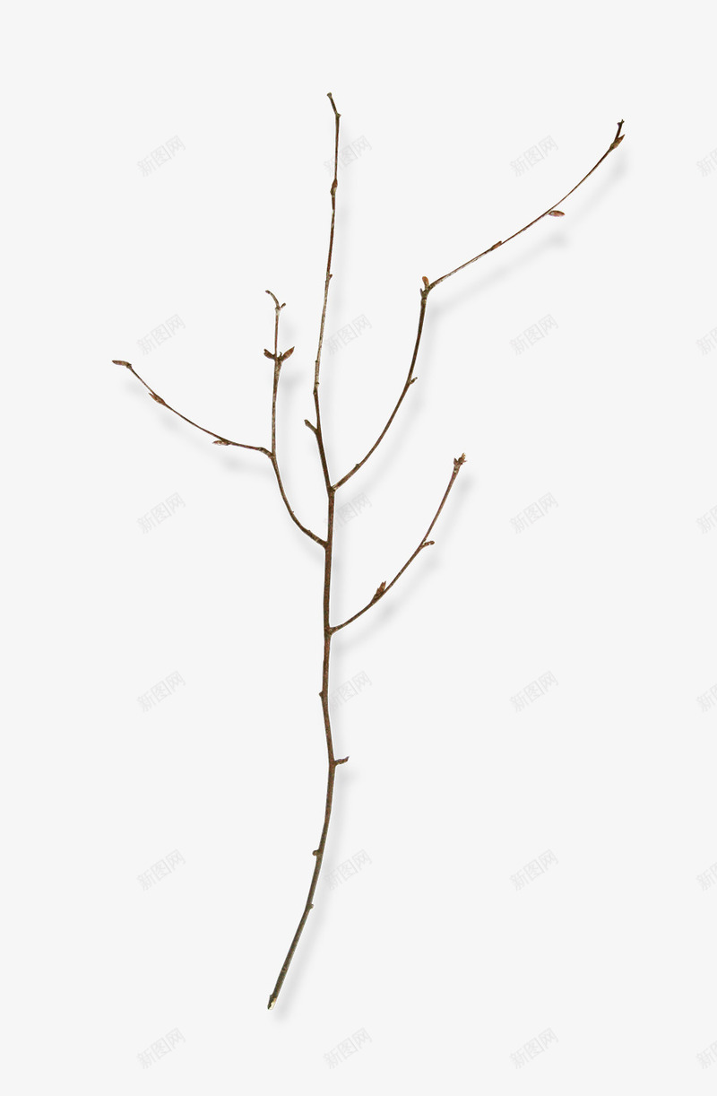 发芽的细枝装饰png免抠素材_新图网 https://ixintu.com 宣传 小花与干枝 干枝 干枝树枝 干枝花艺 枝叶 枝条 枯枝 海报 点缀 装饰