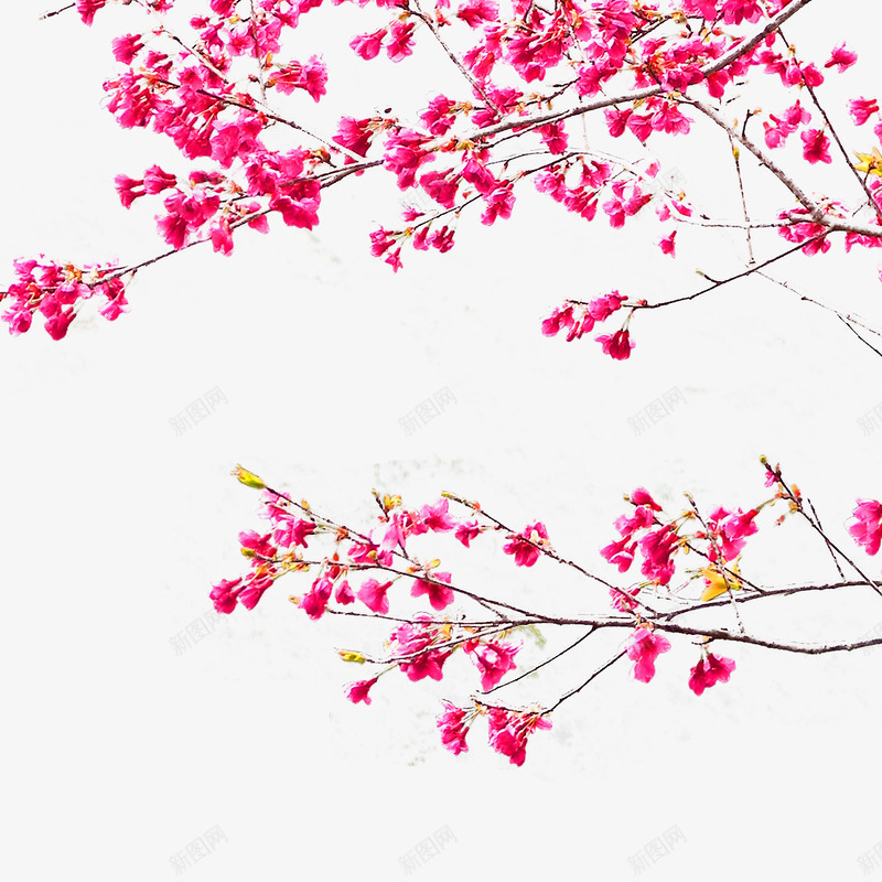 花枝png免抠素材_新图网 https://ixintu.com 中国风 桃红 桃花 玫红 花枝