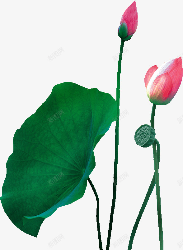 荷叶花苞莲子png免抠素材_新图网 https://ixintu.com png素材 莲子 高清荷叶花苞