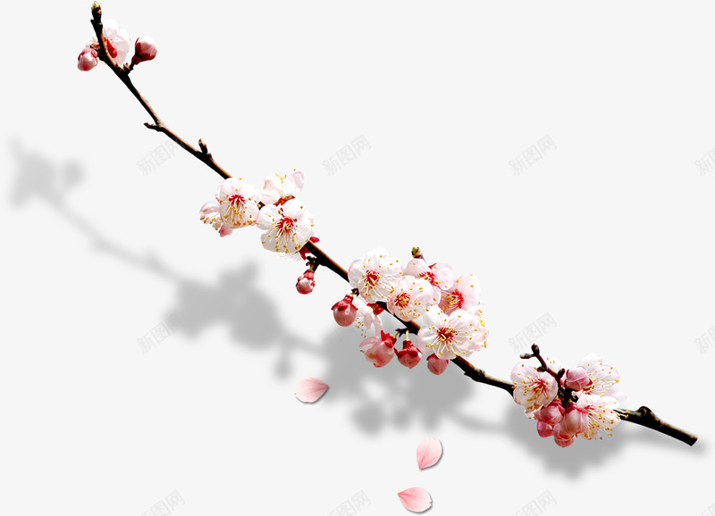 梅花png免抠素材_新图网 https://ixintu.com 一支 春节 树枝 梅花 花卉