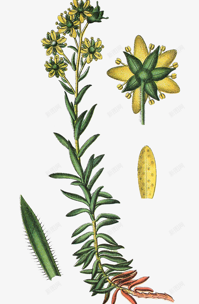 虎耳草属植物手绘png免抠素材_新图网 https://ixintu.com 中草药手绘 药用植物 虎耳草属植物手绘 黄山 黄色花