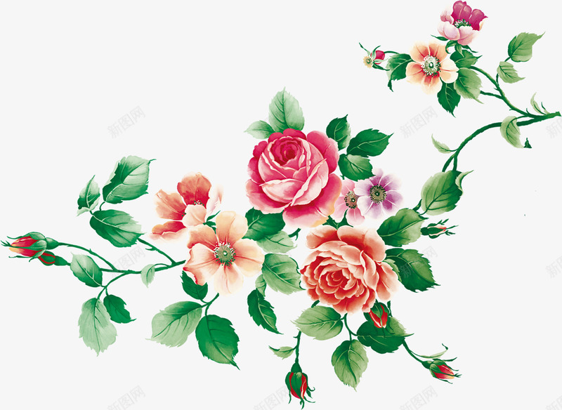 合成水彩手绘月季花玫瑰花效果png免抠素材_新图网 https://ixintu.com 合成 效果 月季花 水彩 玫瑰花