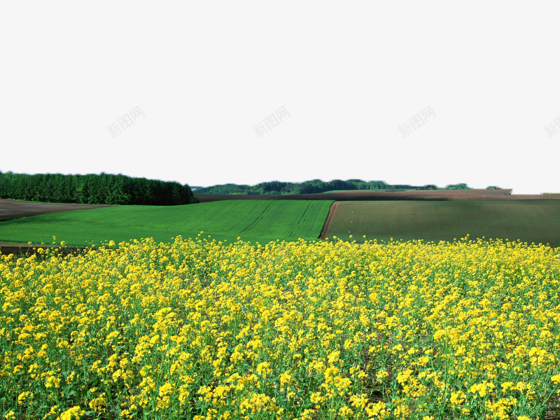 油菜花田矢量图eps免抠素材_新图网 https://ixintu.com 油菜花 美景 花海 风景 矢量图