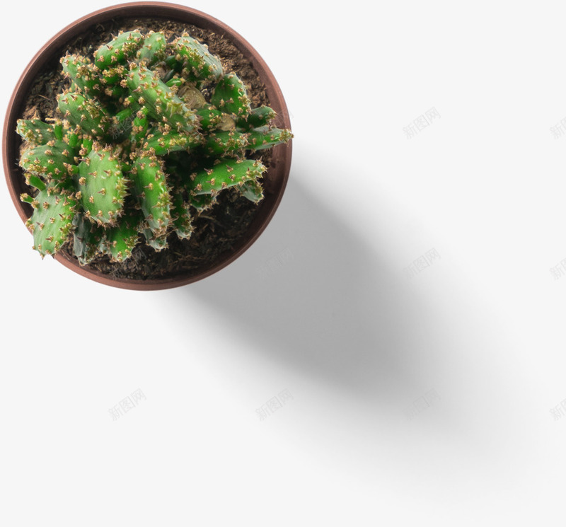 绿色针尖仙人掌装饰psd免抠素材_新图网 https://ixintu.com 仙人掌 投影 植物 毛刺 渐变 纹理 纹路 绿色 装饰 针状 阴影