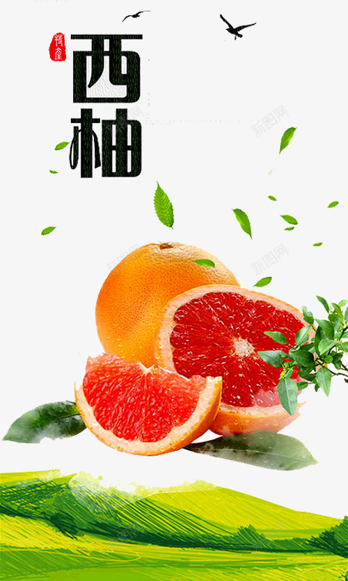 西柚海报png免抠素材_新图网 https://ixintu.com 小鸟 柚子 柚子树叶 柚子海报 红心柚子 红心西柚 红肉西柚 西柚