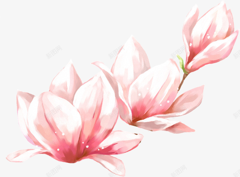 春天手绘粉色玉兰花png免抠素材_新图网 https://ixintu.com 春天 玉兰花 粉色 辛夷花