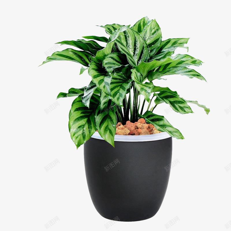 孔雀竹芋png免抠素材_新图网 https://ixintu.com 孔雀竹芋 小型盆栽 常绿植物 装饰素材 观叶植物 软装素材 黑色花盆