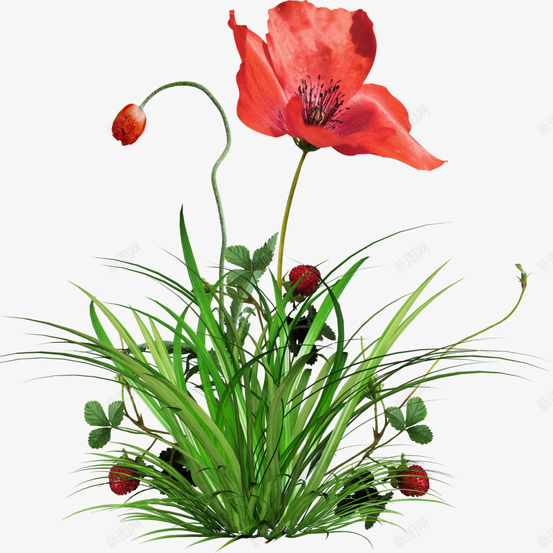 鲜花png免抠素材_新图网 https://ixintu.com 植物 红花 花卉 花草 鲜花