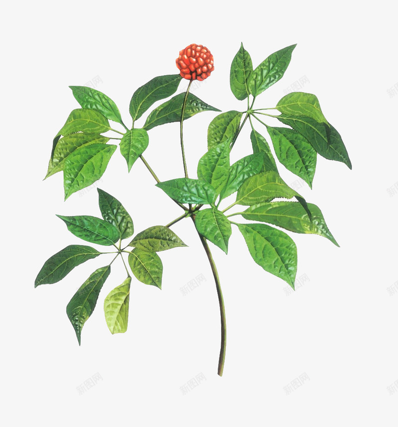 三七中医药材png免抠素材_新图网 https://ixintu.com 中医治疗 中草药 中药 标本实物 植物 治病 活血化瘀药