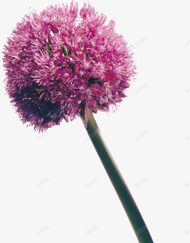紫色单支圆形花朵png免抠素材_新图网 https://ixintu.com 圆形的花朵 平面花朵素材 植物花朵 紫色的花朵
