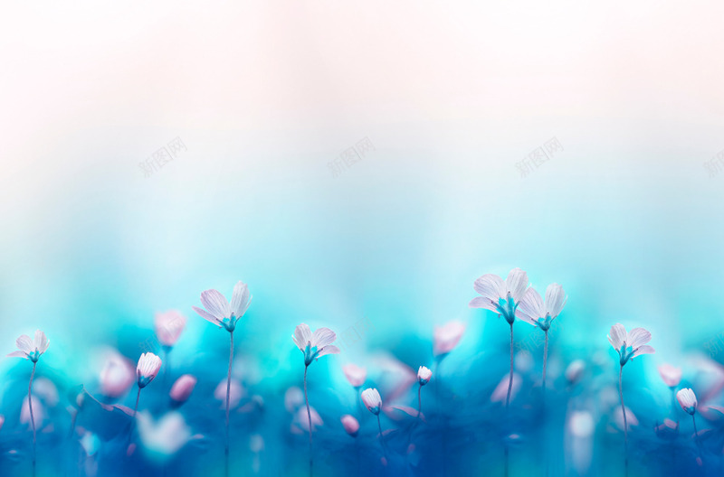 蓝色底粉色的花png免抠素材_新图网 https://ixintu.com 朦胧 梦幻 粉色的花 蓝色底