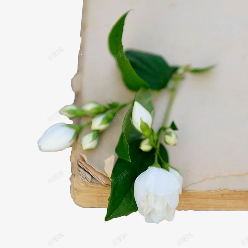 茉莉花与旧书本png免抠素材_新图网 https://ixintu.com 书本 叶子 怀旧 白色 花卉 花瓣 花苞 茉莉花 茉莉花瓣