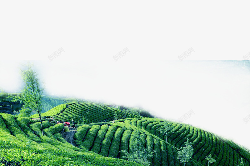 青翠茶田png免抠素材_新图网 https://ixintu.com PNG 绿色 茶田 青翠 风景图