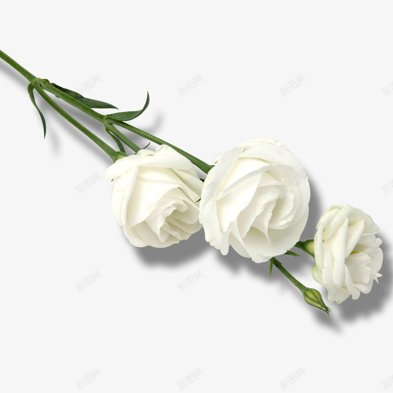 白色玫瑰花png免抠素材_新图网 https://ixintu.com 玫瑰 白色 纯洁 花朵