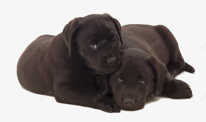 两只黑色拉布拉多犬png免抠素材_新图网 https://ixintu.com 两只黑色拉布拉多犬 动物 卧 实物 宠物狗 小狗 拉布拉多犬 狗狗幼仔