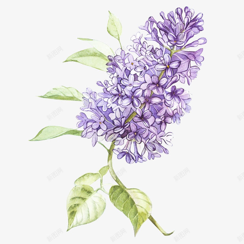 薰衣草花朵png免抠素材_新图网 https://ixintu.com 叶子 桔梗 植物 紫色 绿色 花朵 薰衣草 装饰