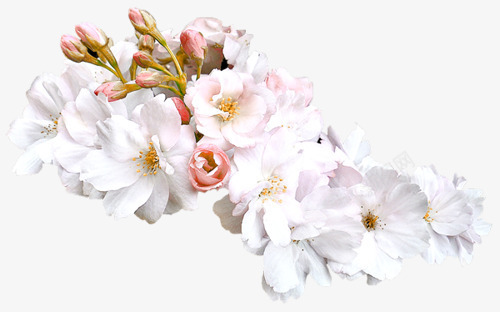 飘荡的花瓣png免抠素材_新图网 https://ixintu.com 枝头 植物 白色 花瓣