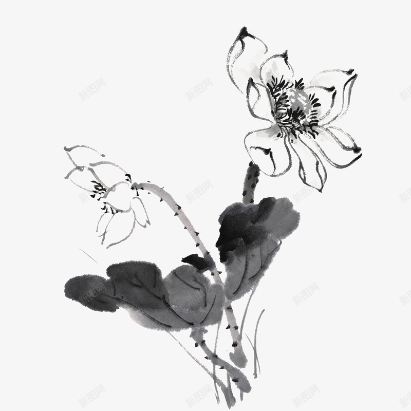 水墨荷花png免抠素材_新图网 https://ixintu.com 手绘 桔梗 水墨 荷花荷叶满池塘 美丽的 荷叶 荷花 黑色的