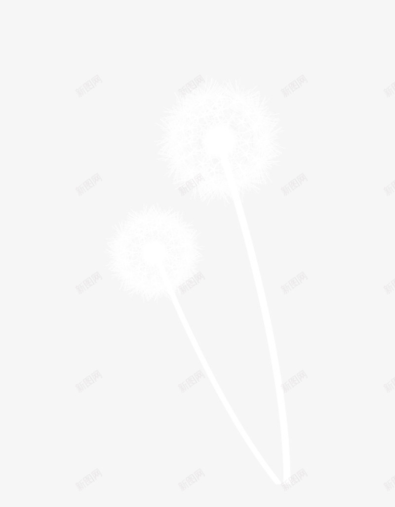 蒲公英psd免抠素材_新图网 https://ixintu.com 花絮 蒲公英