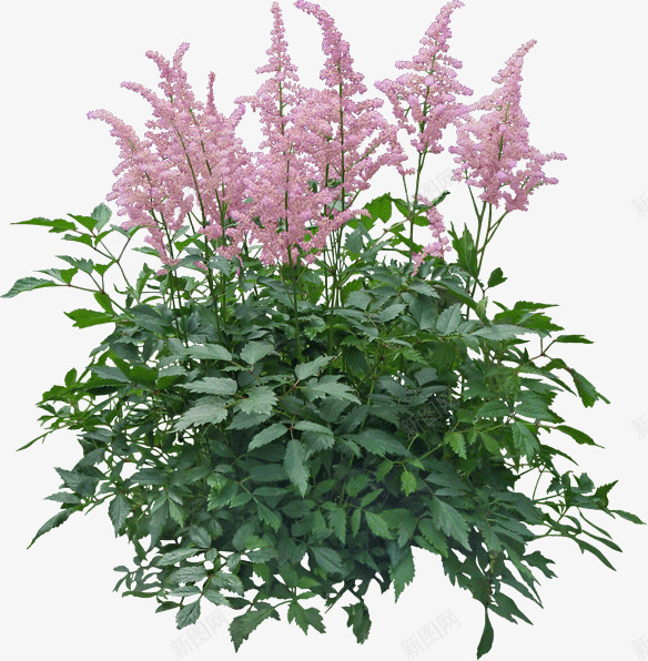 景观植物鼠尾草灌木从png免抠素材_新图网 https://ixintu.com 景观苗木 植物 灌木地被 灌木球 绿篱球 花丛 鼠尾花 鼠尾草