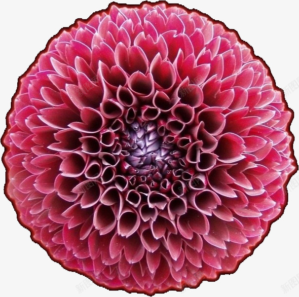 红色花球png免抠素材_新图网 https://ixintu.com 多孔 漂亮 球体 红色