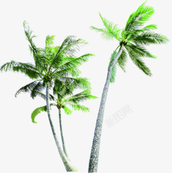 夏日海报植物棕树沙滩绿色素材
