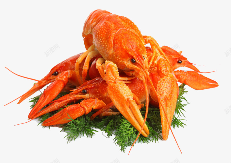 三只小龙虾png免抠素材_新图网 https://ixintu.com 海鲜 红色小龙虾 美食 食材 香辣小龙虾 龙虾