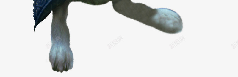 西方魔幻暗黑点缀兔子png免抠素材_新图网 https://ixintu.com 兔子 怀表 手绘 暗黑图片 暗黑气氛 梦幻 西方 魔幻图片 魔幻背景
