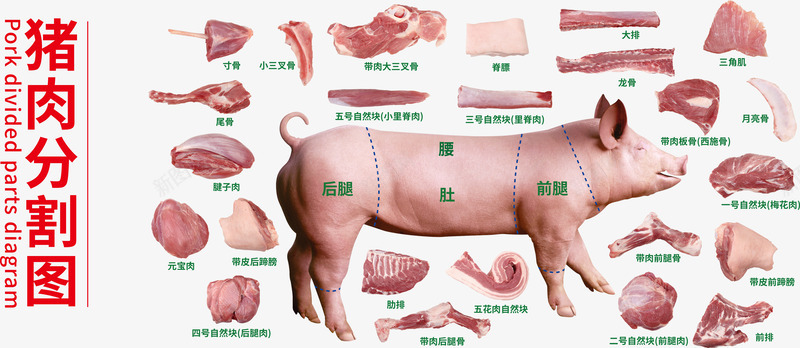 实物猪肉分割图psd免抠素材_新图网 https://ixintu.com 猪 猪头 猪肉 猪肉分割 猪肉分割图 猪肉分类