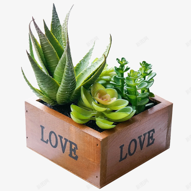 多肉植物和芦荟植物png免抠素材_新图网 https://ixintu.com 多肉 盆栽 种植 绿植 美丽的 芦荟植物 花盆