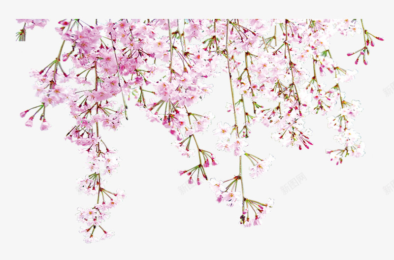 粉色下垂桃花png免抠素材_新图网 https://ixintu.com 下垂 挑花 粉桃花 粉色