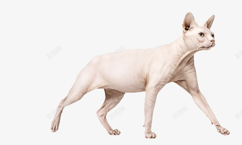 行走的无毛猫png免抠素材_新图网 https://ixintu.com 动物 国外品种 无毛 猫咪
