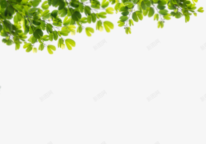 不同方位彩色春天绿叶png免抠素材_新图网 https://ixintu.com 彩色 春天 树叶 绿色